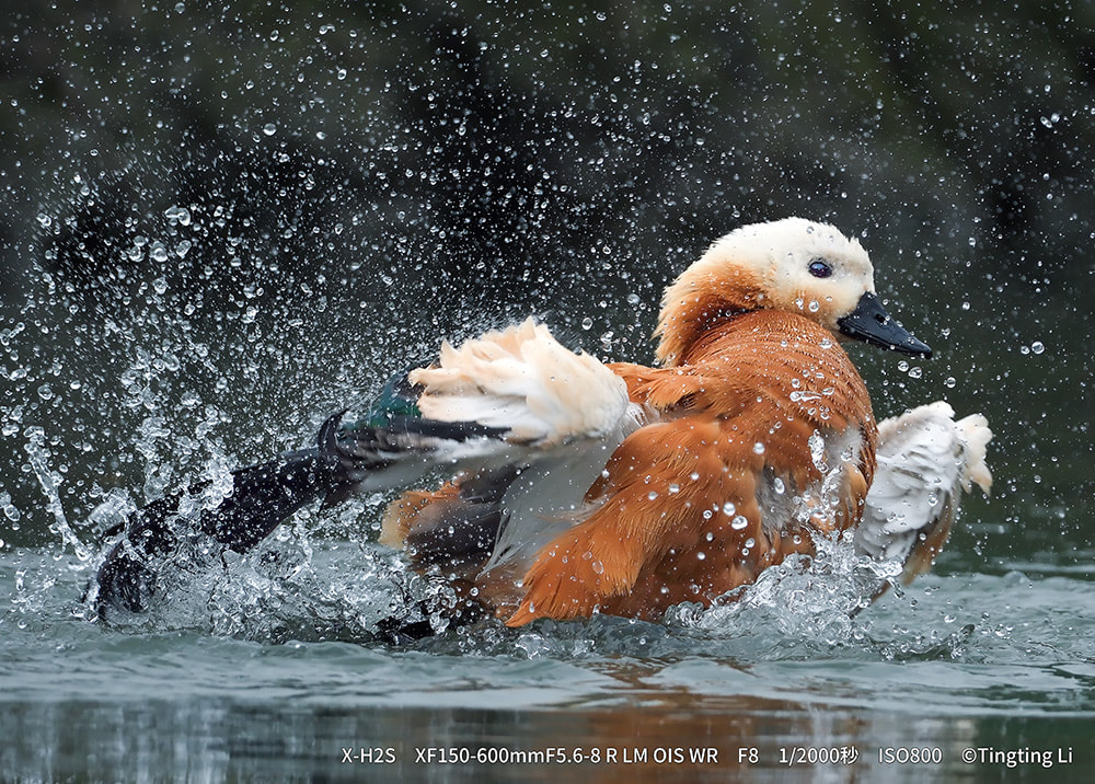 フジフイルム XF150-600mm F5.6-8 R LM OIS WR | カメラのキタムラ