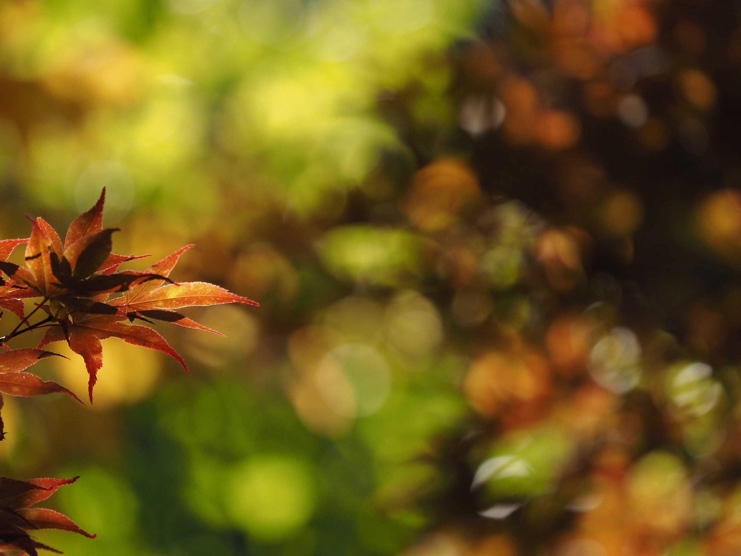 オリンパス M Zuiko Digital Ed 40 150mm F2 8 Pro レビュー 作例写真 カメラのキタムラネットショップ