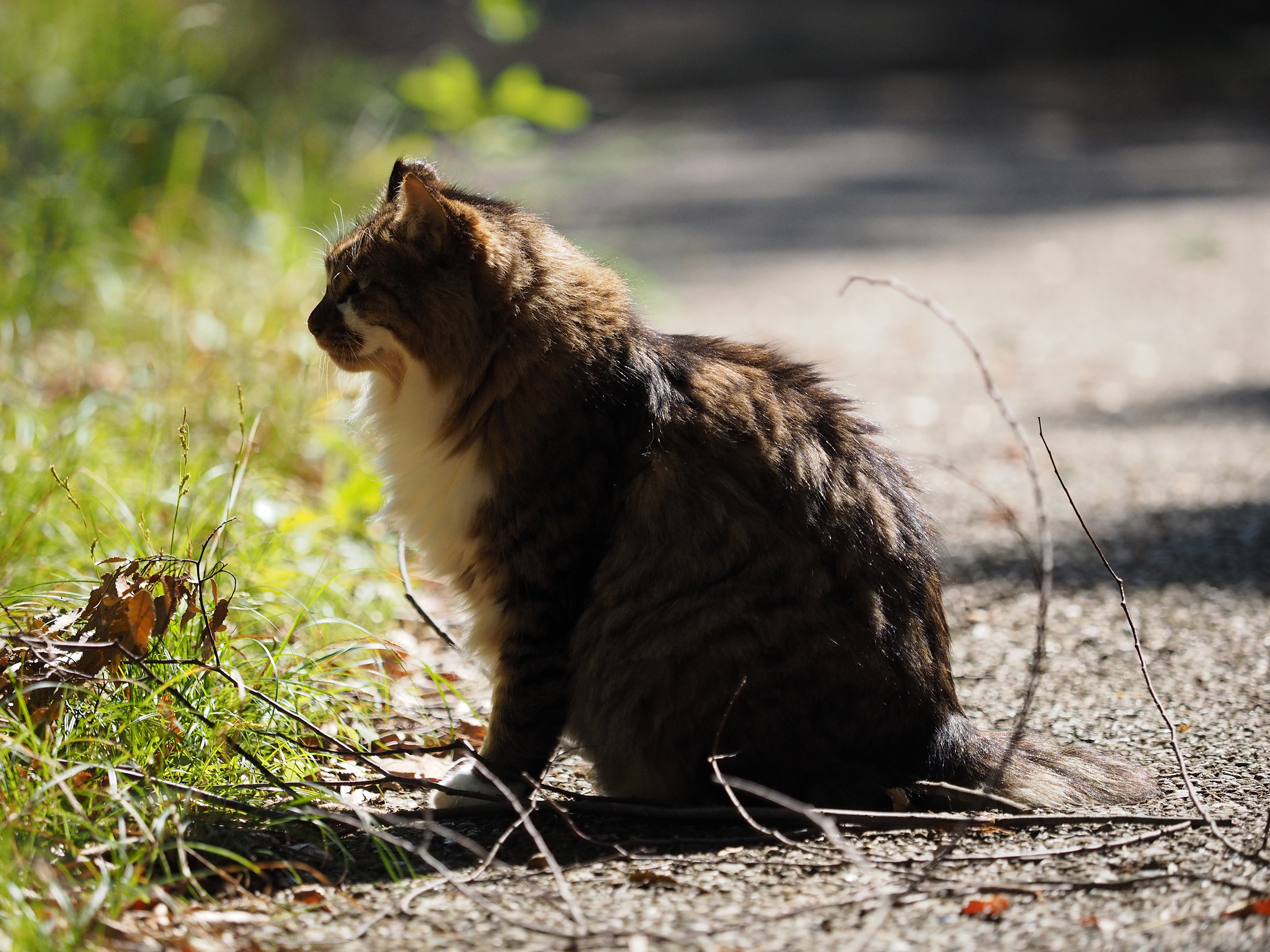 オリンパス M Zuiko Digital Ed 40 150mm F2 8 Pro レビュー 作例写真 カメラのキタムラネットショップ